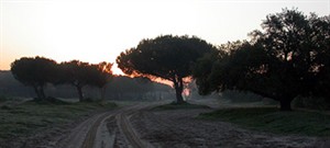 Dawn on the Raya Real, El Rocío © John Muddeman